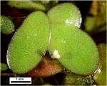 Landoltia punctata (G. Mey.) D.H. Les & D.J. Crawford