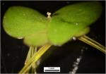 Landoltia punctata (G. Mey.) D.H. Les & D.J. Crawford