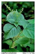 Laportea canadensis (L.) Weddell