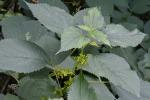 Laportea canadensis (L.) Weddell