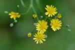 Lapsana communis L.