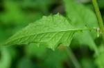 Lapsana communis L.