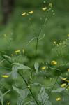 Lapsana communis L.