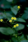 Lapsana communis L.
