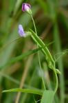 Lathyrus hirsutus L.