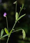 Lathyrus hirsutus L.
