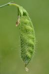 Lathyrus hirsutus L.