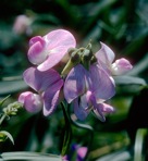 Lathyrus latifolius L.