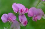 Lathyrus latifolius L.