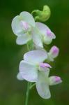 Lathyrus latifolius L.
