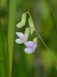 Lathyrus palustris L.
