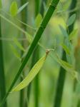 Lathyrus palustris L.