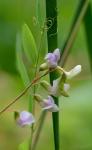 Lathyrus palustris L.