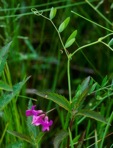 Lathyrus palustris L.