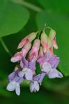 Lathyrus venosus Muhl. ex Willd. var. venosus