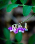 Lathyrus venosus Muhl. ex Willd. var. venosus