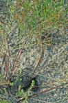 Lechea maritima Leggett ex B.S.P. var. virginica Hogdon
