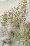 Lechea maritima Leggett ex B.S.P. var. virginica Hogdon