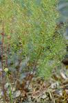 Lechea minor L.
