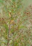 Lechea minor L.