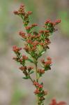 Lechea mucronata Raf.