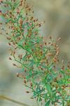 Lechea racemulosa Michx.