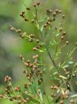 Lechea racemulosa Michx.