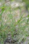 Lechea tenuifolia Michx.