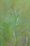 Lechea tenuifolia Michx.
