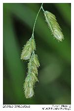Leersia lenticularis Michx.