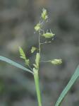 Leersia lenticularis Michx.