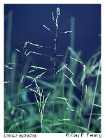 Leersia oryzoides (L.) Sw.