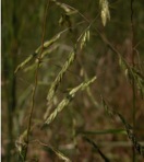 Leersia oryzoides (L.) Sw.