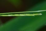 Leersia virginica Willd.