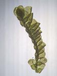 Lejeunea blomquistii R.M. Schuster