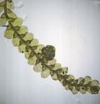 Lejeunea blomquistii R.M. Schuster