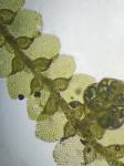 Lejeunea blomquistii R.M. Schuster