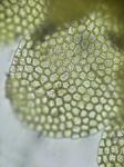 Lejeunea blomquistii R.M. Schuster