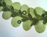 Lejeunea cavifolia (Ehrh.) Lindb.