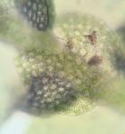Lejeunea cavifolia (Ehrh.) Lindb.