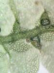 Lejeunea flava (Sw.) Nees ssp. flava