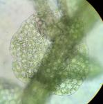 Lejeunea flava (Sw.) Nees ssp. flava