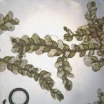 Lejeunea lamacerina (Steph.) Schiffn. ssp. gemminata R.M. Schust.