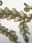 Lejeunea lamacerina (Steph.) Schiffn. ssp. gemminata R.M. Schust.