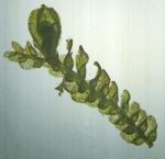 Lejeunea lamacerina (Steph.) Schiffn. ssp. gemminata R.M. Schust.