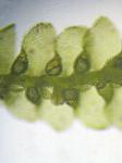 Lejeunea lamacerina (Steph.) Schiffn. ssp. gemminata R.M. Schust.