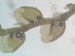 Lejeunea ruthii (A. Evans) R.M. Schust.
