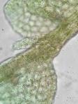 Lejeunea ruthii (A. Evans) R.M. Schust.