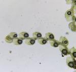 Microlejeunea ulicina (Taylor) Steph.