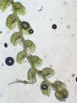 Microlejeunea ulicina (Taylor) Steph.